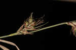 Blue Ridge sedge